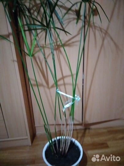 Пальма циперус