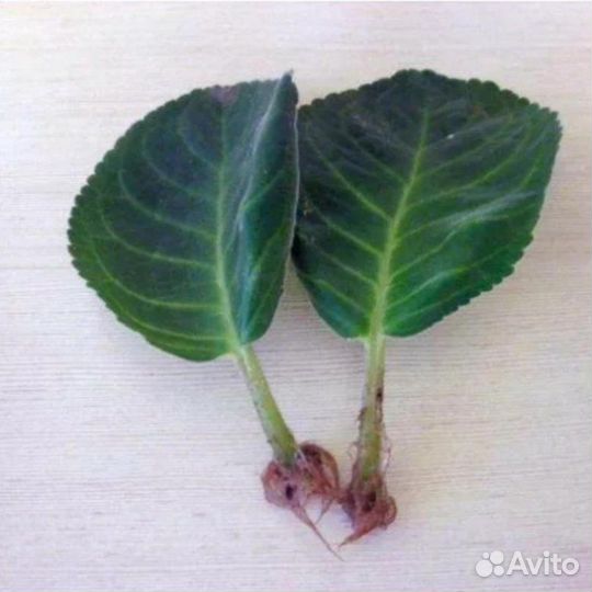 Глоксиния Тидея, фиолетовая, отростки