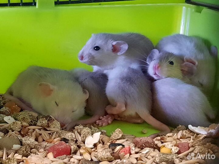 Крысы. Крысята Дамбо из питомника. Клетки, корма