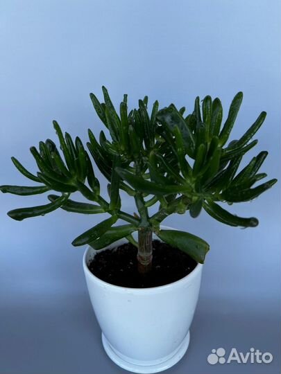 Крассула хоббит