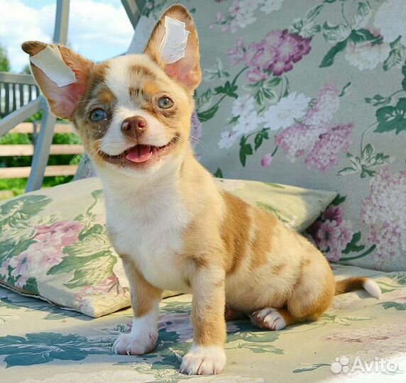 Щенки чихуахуа