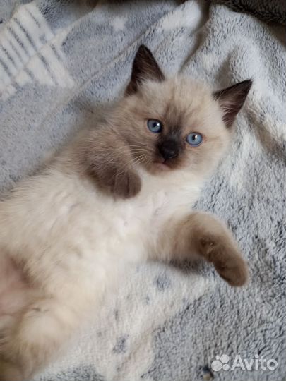 Тайские котята