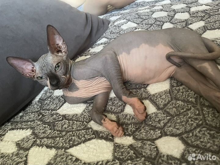 Канадский сфинкс