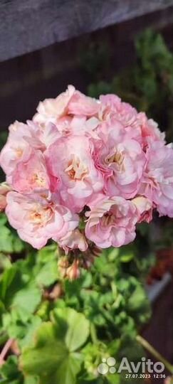 Пеларгония герань сортовая