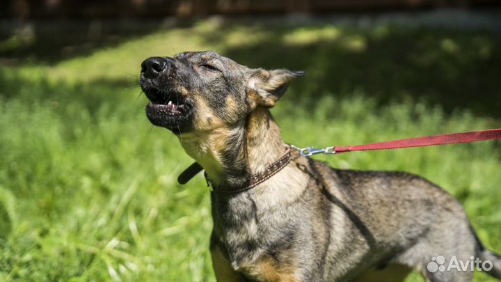 Щенки в дар