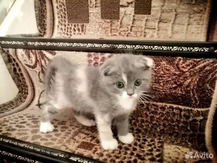 Вислоухие котята