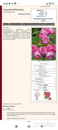 Роза Пампонелла