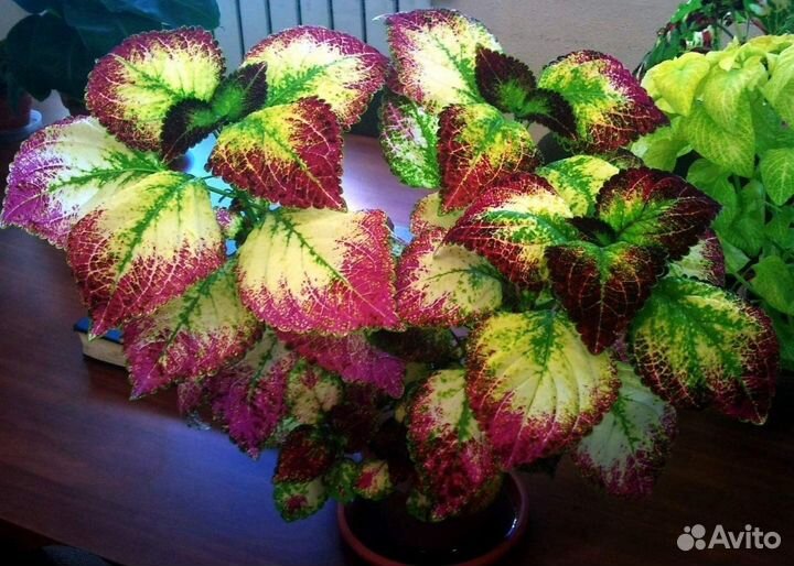 Колеус аватар и Пеле