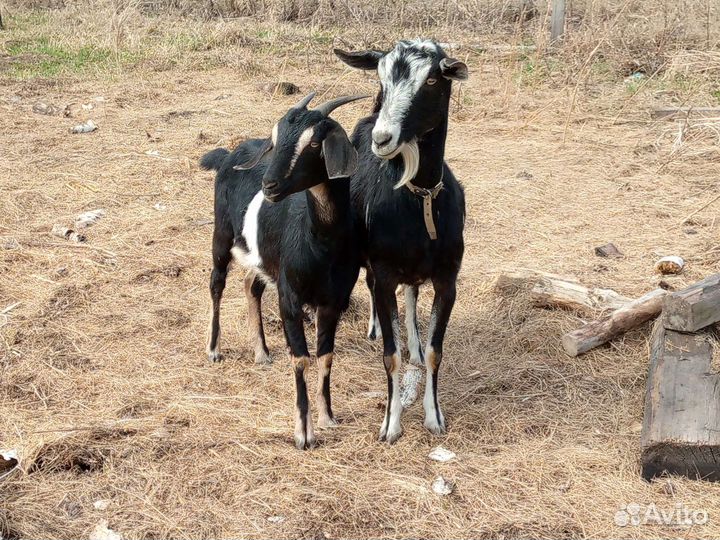 Козы дойные
