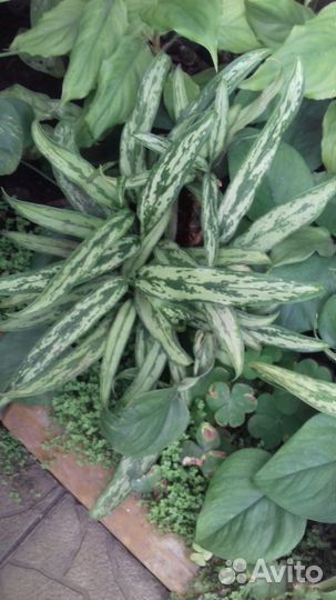 Цветок Аглаонема