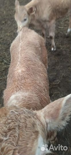 Телята бычки