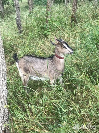 Козы дойные, козлы