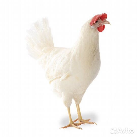 Куры на дом
