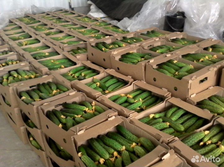 Лотки для овощей розница/опт