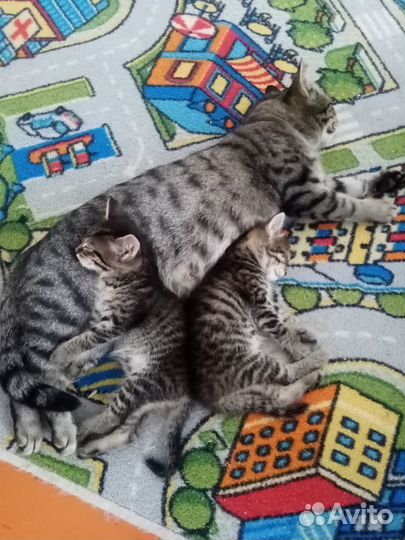 Котята 2 месяца