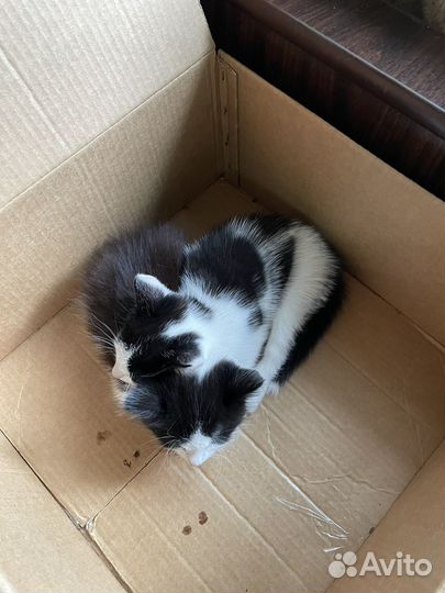 Котята в добрые руки