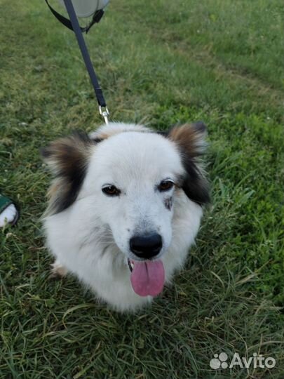 Собака в добрые руки отдам бесплатно щенки