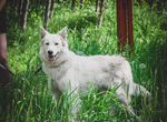 Белая собака Лея (2 года) метис бшо