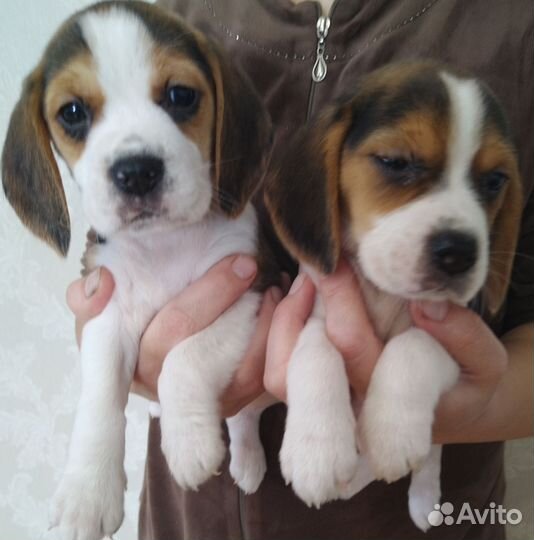 Щенки бигль