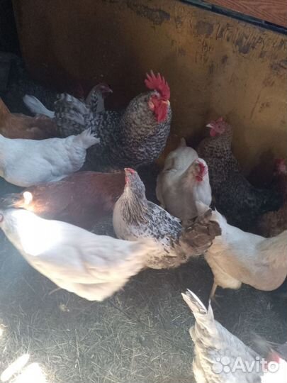 Инкубационное яйцо кур несушек