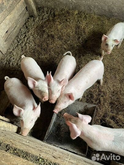 Поросята ландрас