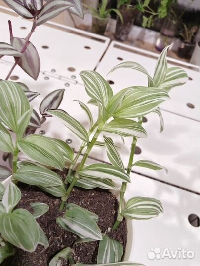 Традесканции