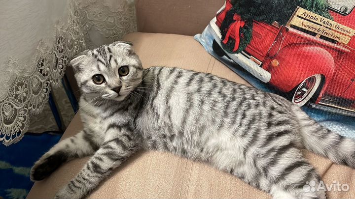 Вязка кошек шотландская вислоухая