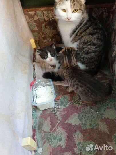 Кошка