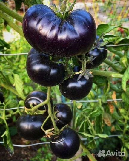 Семена томата Black Beauty (Чёрная Красавица)