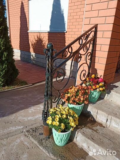 Цветы хризантемы голландской селекции -мультифлора