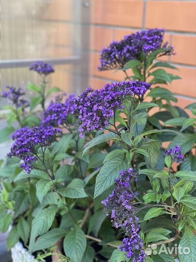 Гелиотроп Укорененные черенки. Перовския рассада