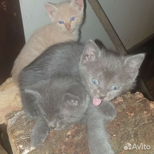 Котята отдам бесплатно