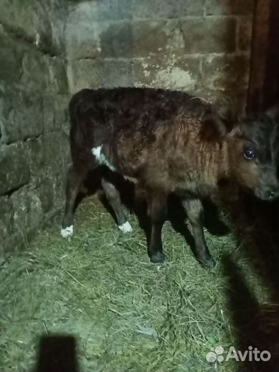 Телята телочки