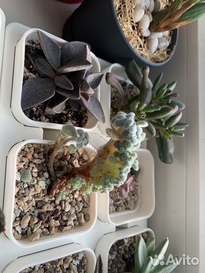 Суккуленты набор