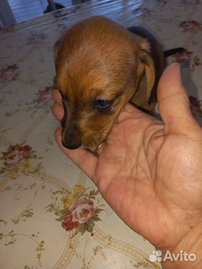 Мальчик.Карликовая такса