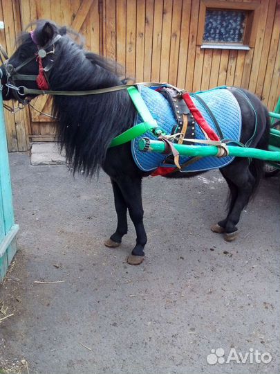 Жеребец пони обмен