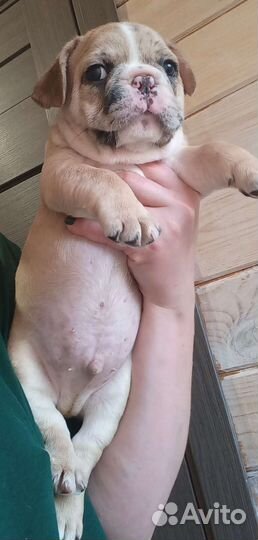 Французский бульдог