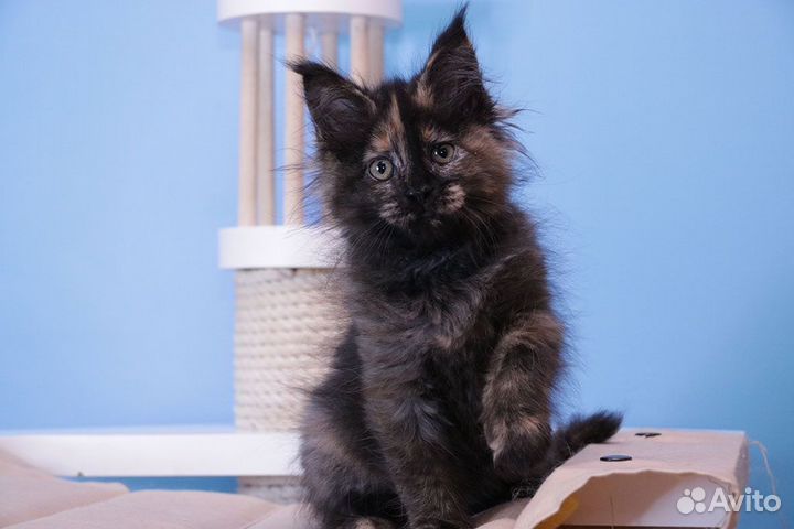 Мейн-кун котенок