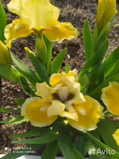 Ирисы карликовые