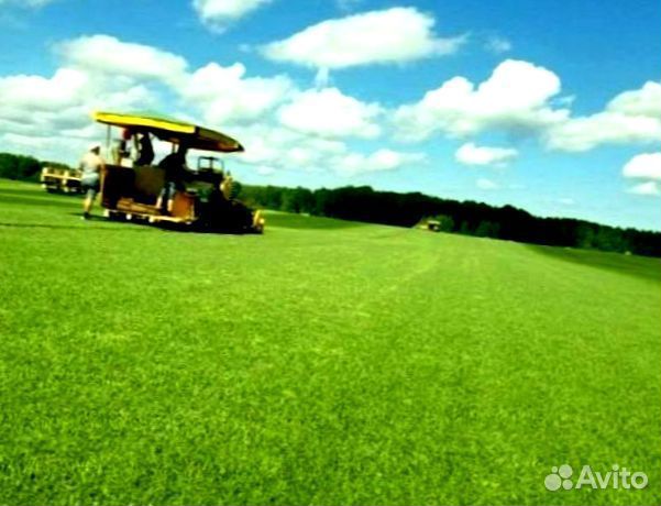 Рулонный газон 