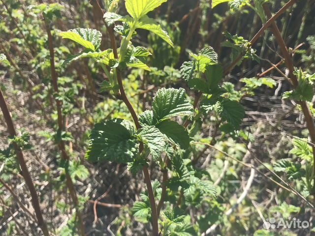 Саженцы малины, вишни, шиповника