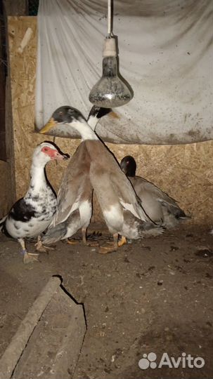 Индийский бегунок селезень