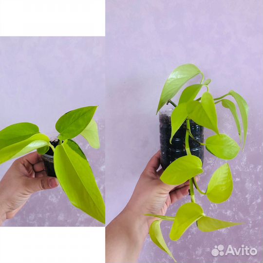 Пахистахис,пеперомия,сциндапсус