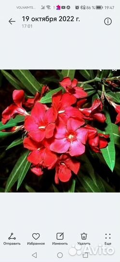 Олеандры сортовые