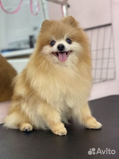 Груминг.Стрижка собак, экспресс-линька собак/кошек