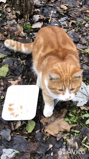 Котик окраса рыжий мраморный бенгал в дар бесплат