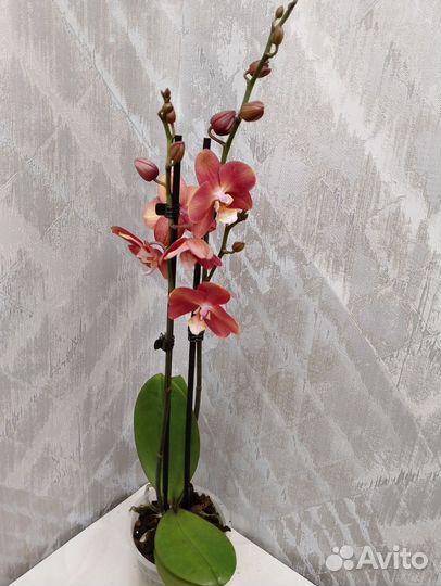 Орхидея Горизонт