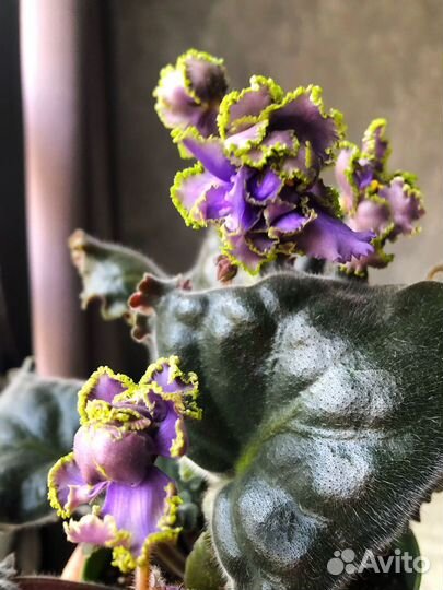 Фиалки сортовые