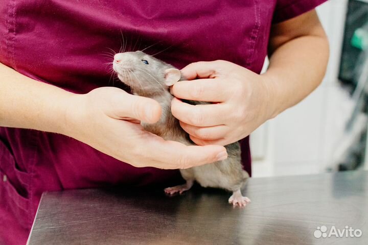 Специалист по грызунам (врач-ратолог)