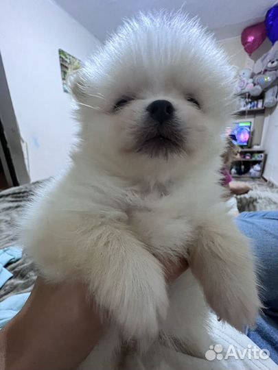 Померанский шпиц